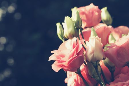 Eustoma - Popular Wedding Flower Bouquet 