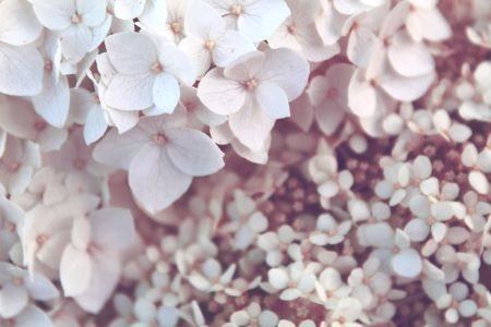 Hydrangea - Popular Wedding Flower Bouquet