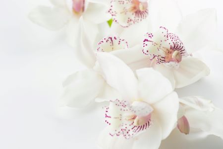 Orchid - Popular Wedding Flower Bouquet 