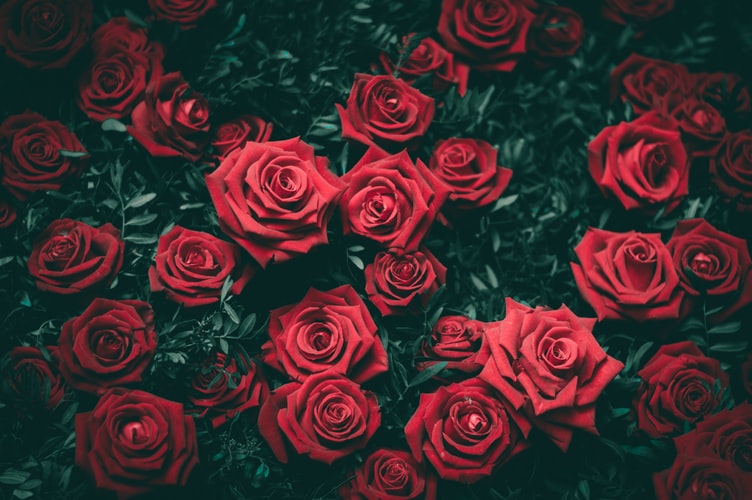 The Meaning Of Each Number of Roses You Probably Didn’t Know