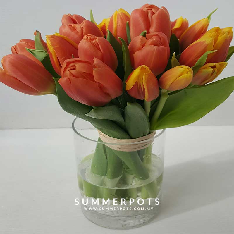 Tulips 047