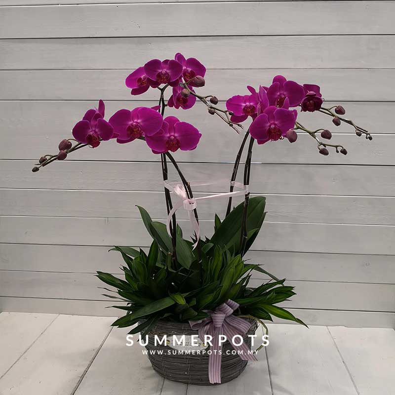 Phalaenopsis 189