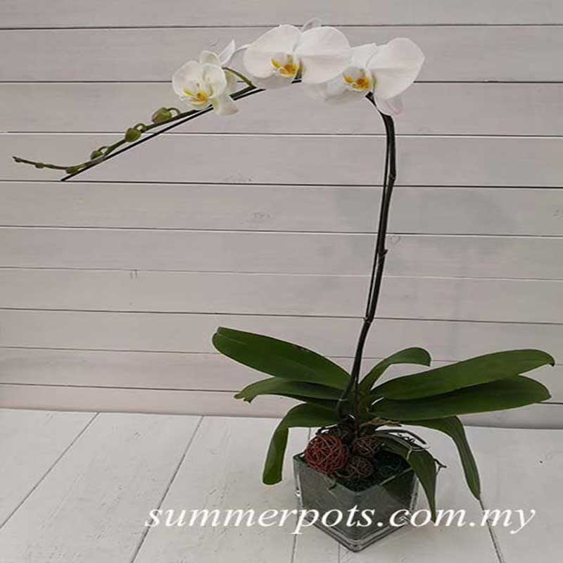 Phalaenopsis 029