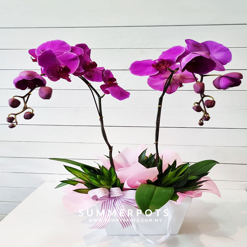 Phalaenopsis 151